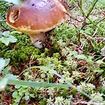 Labaika Apartamento Harrachov